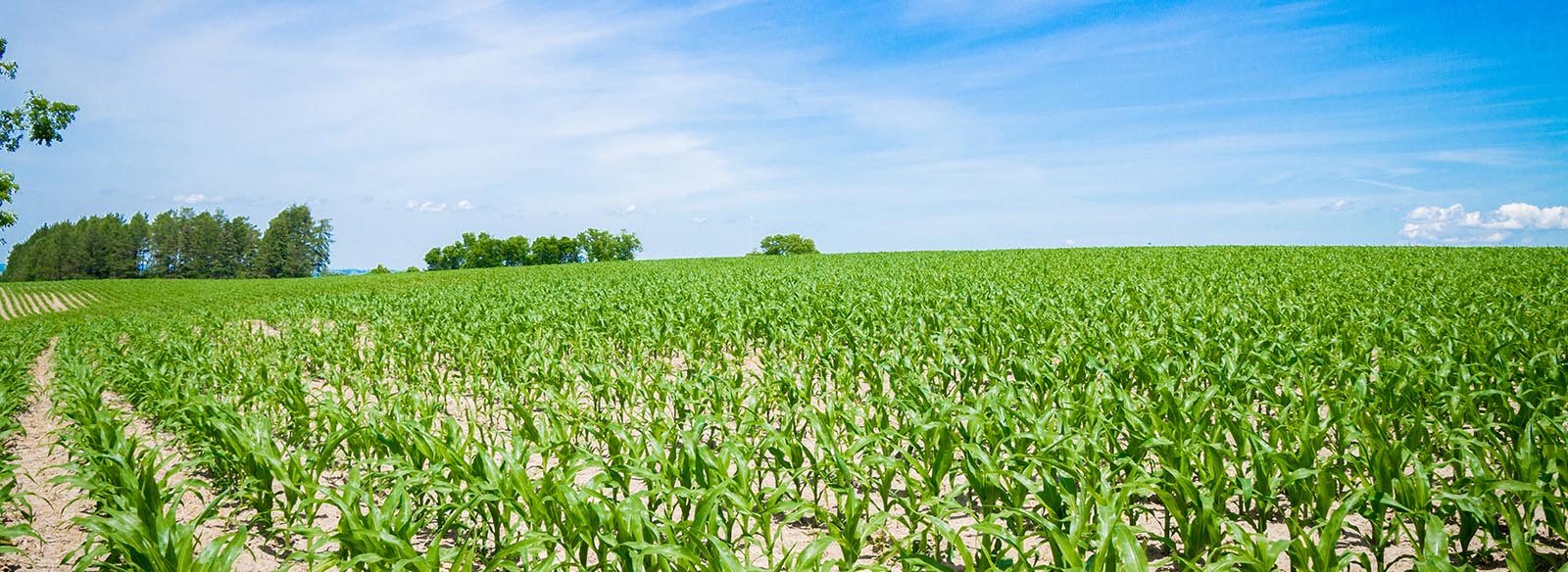 Green agricultural field under blue sky